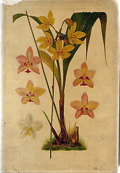 Flora of Malaya - Vol I / Orchids - RE Holttum
