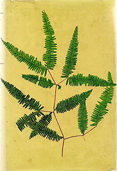 Flora of Malaya  Vol II - Ferns of Malaya   --  RE Holttum
