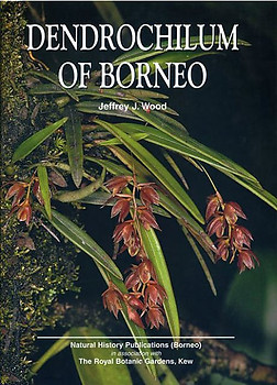 Dendrochilum of Borneo - Jeffrey J Wood