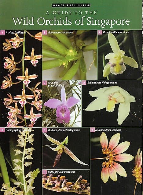 A Guide to the Wild Orchids of Singapore - Peter O' Byrne